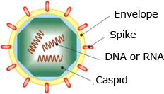 Efficacy of The Enzyme Filter in Viral Inactivation