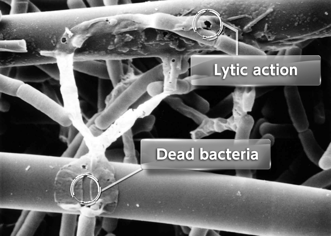 Bactericidal Ability